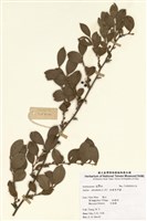 藏品(小果菝葜)的圖片